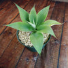 Foxtail Agave - Agave attenuata