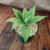 Foxtail Agave - Agave attenuata