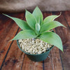 Foxtail Agave - Agave attenuata