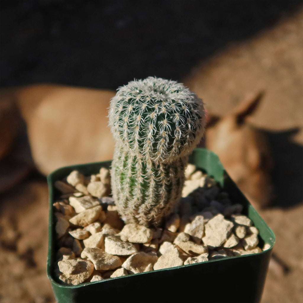 Frailea buenekeri subs.Densispina