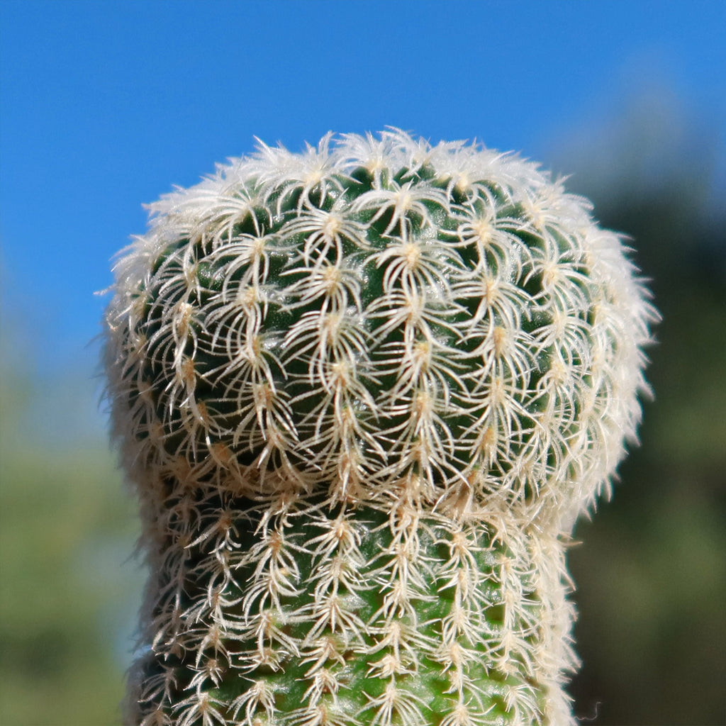 Frailea buenekeri subs.Densispina