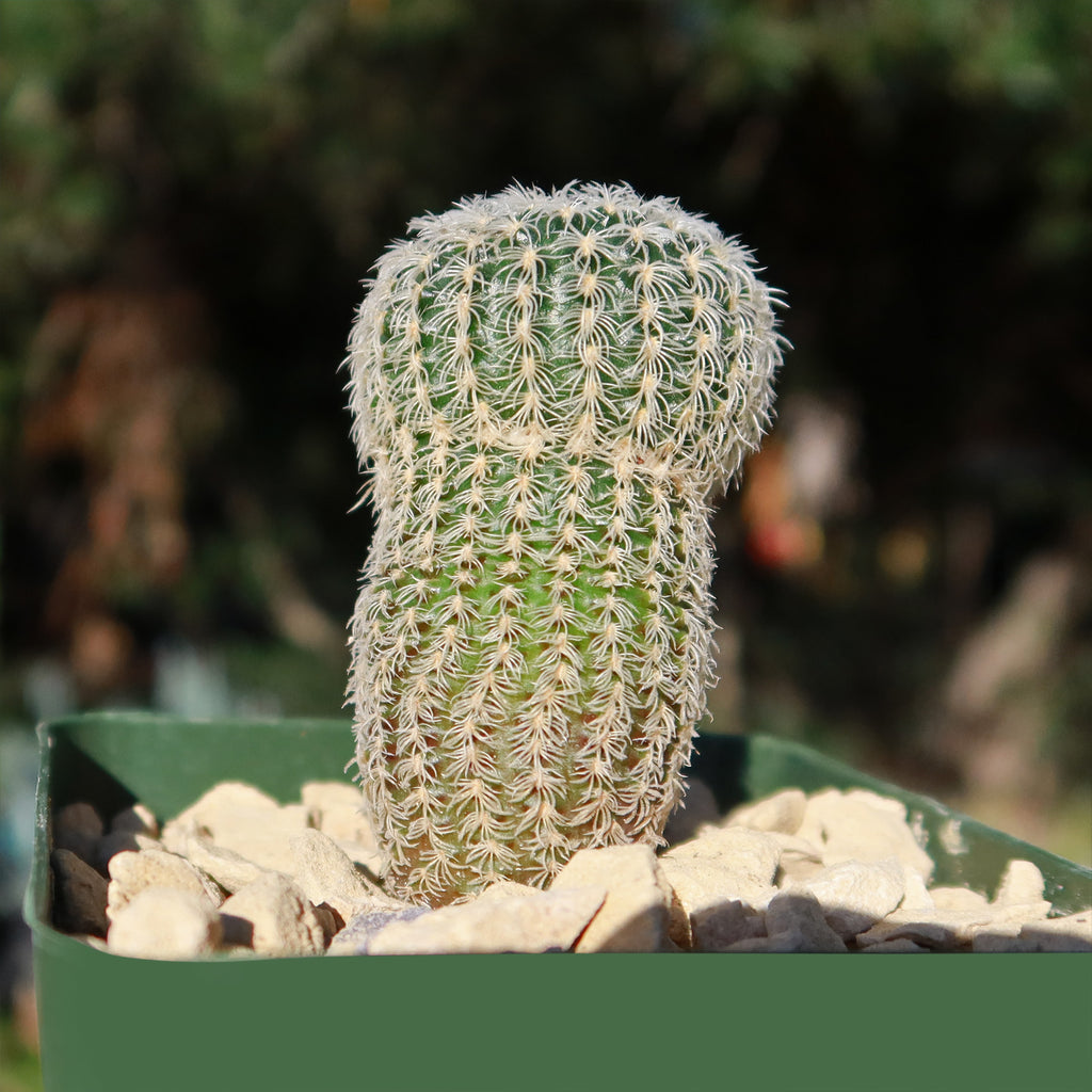 Frailea buenekeri subs.Densispina