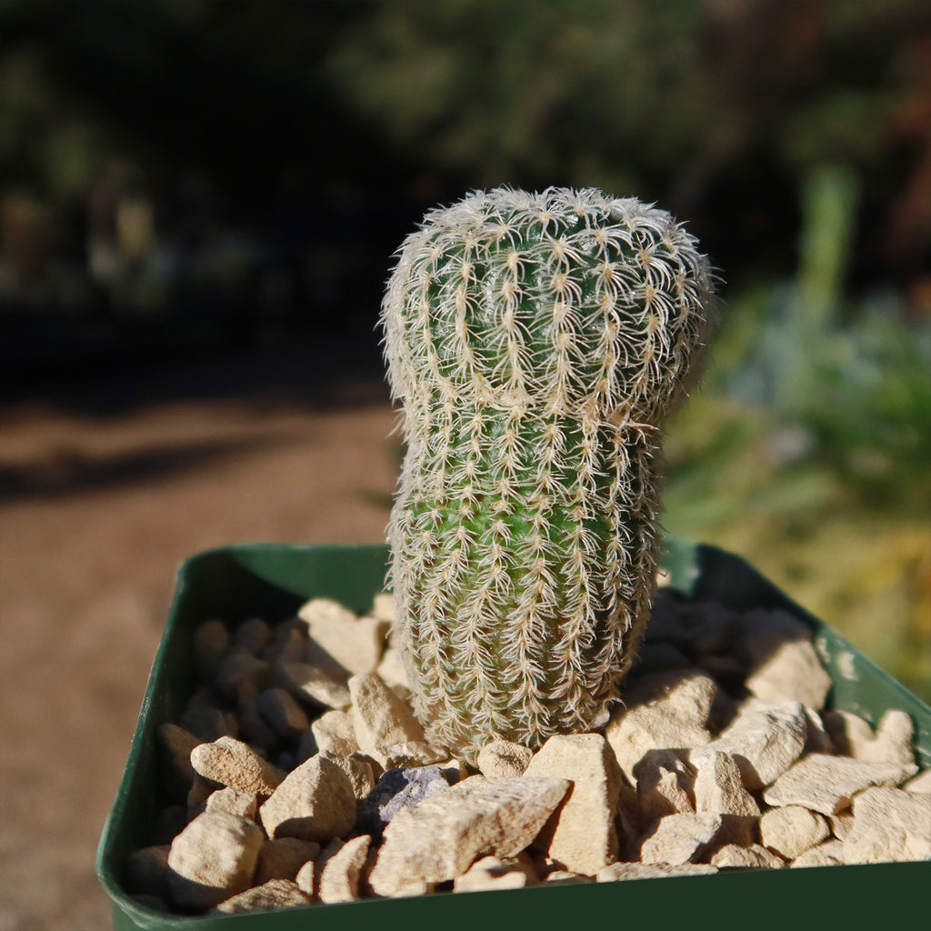 Frailea buenekeri subs.Densispina