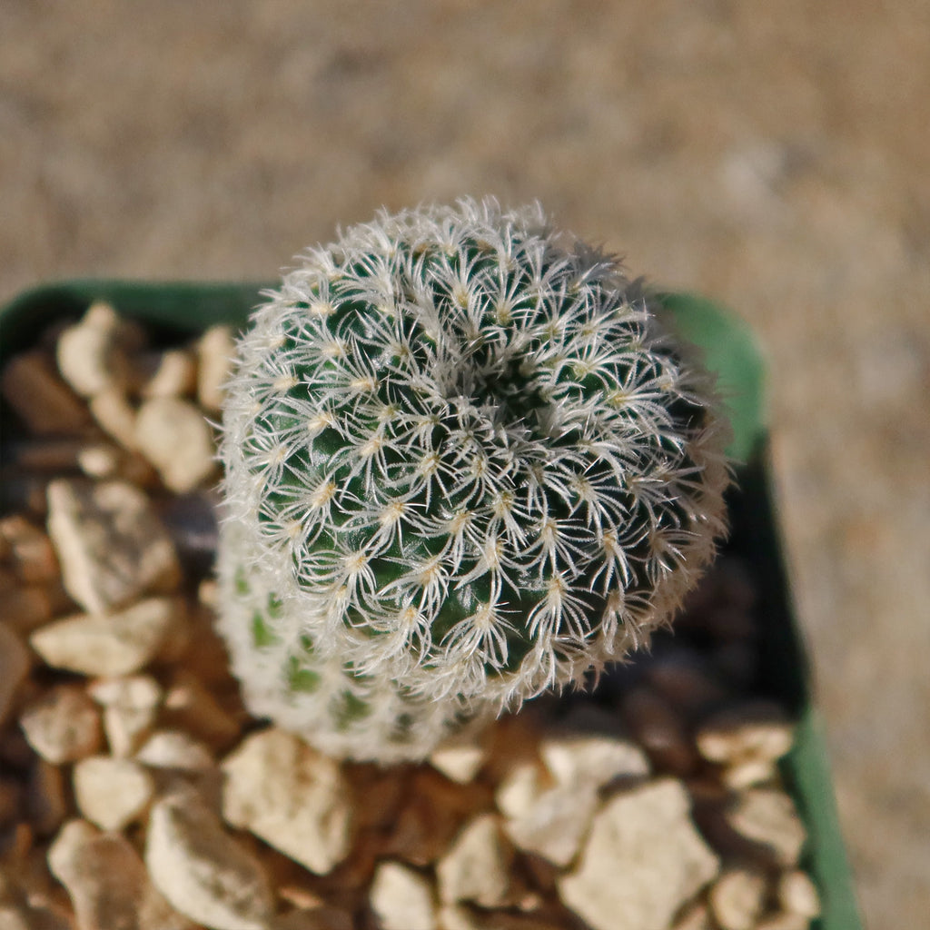 Frailea buenekeri subs.Densispina