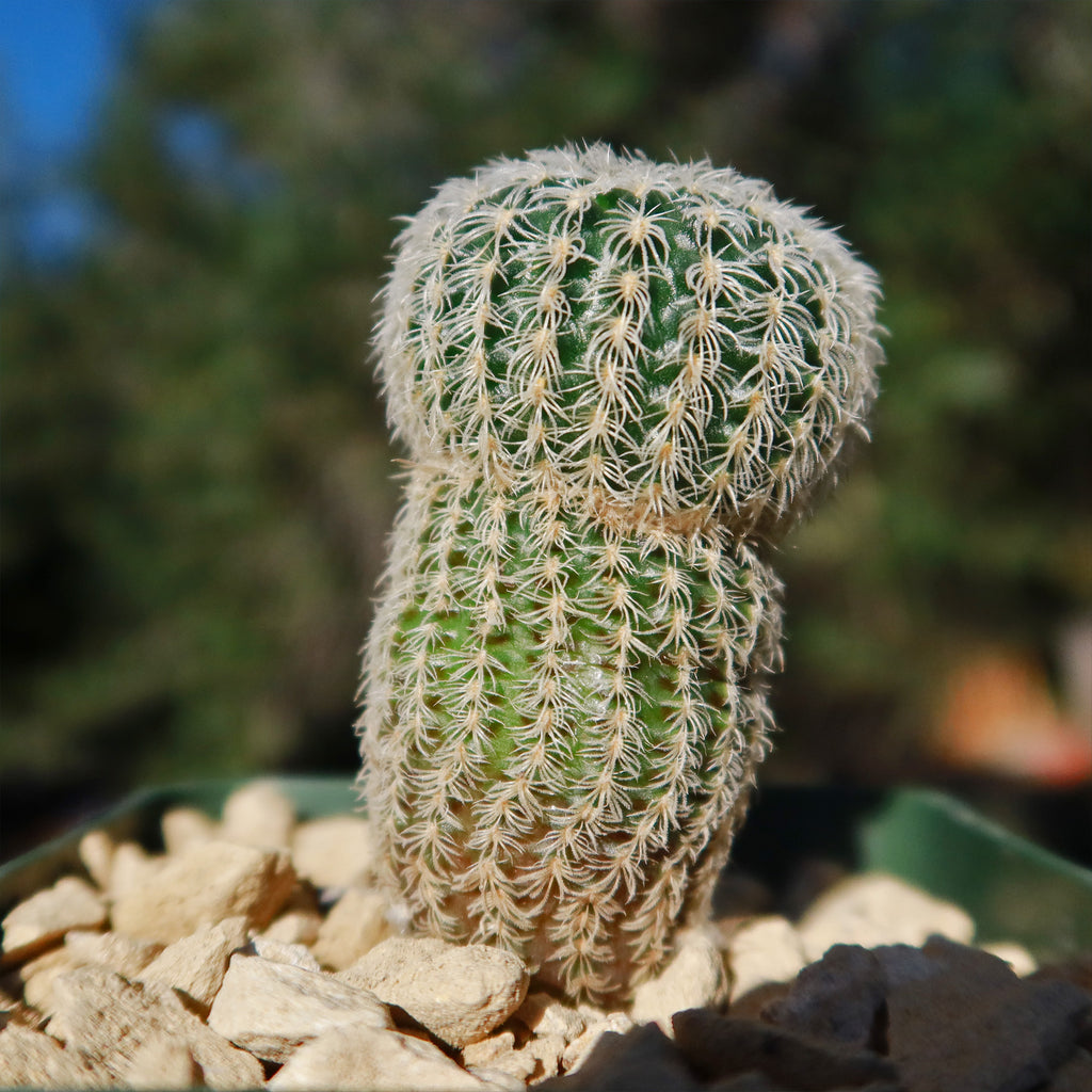 Frailea buenekeri subs.Densispina