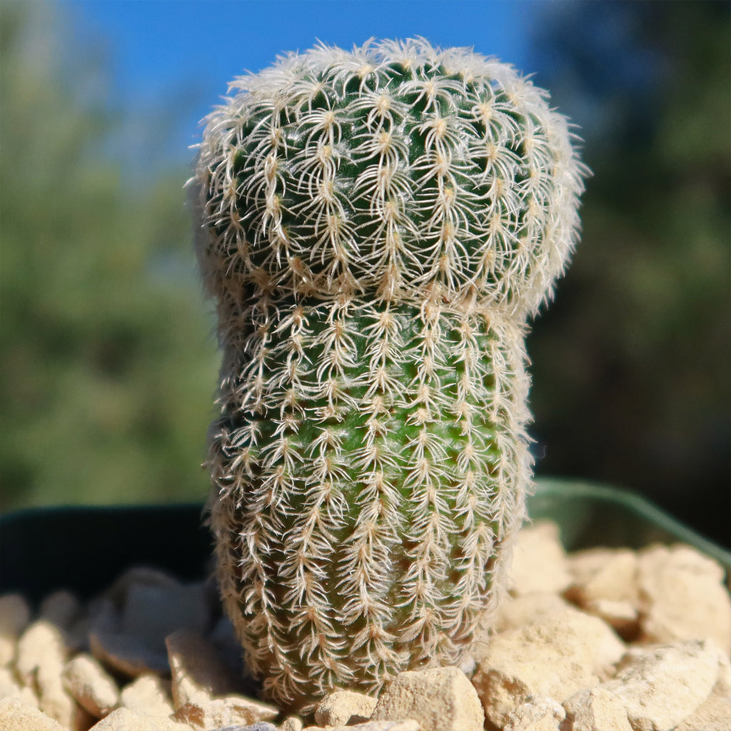 Frailea buenekeri subs.Densispina