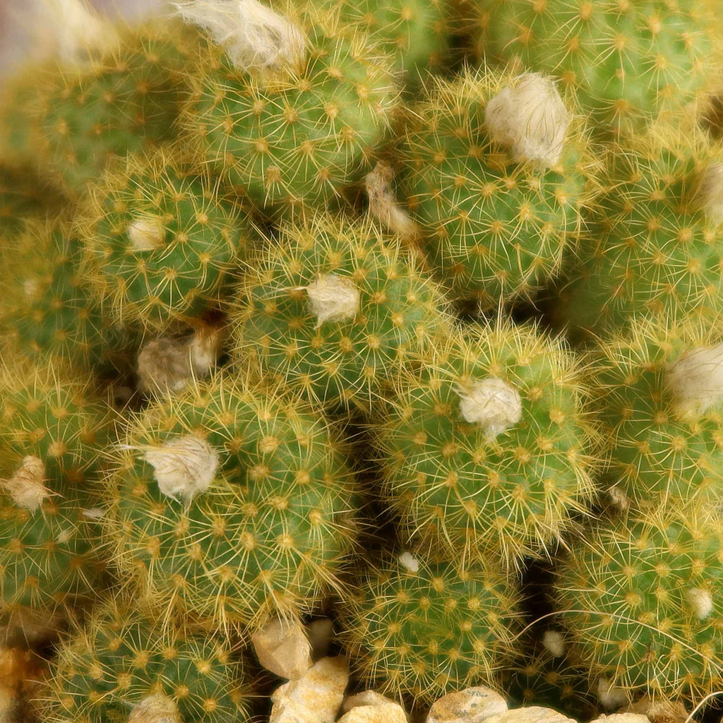 Frailea heliosa