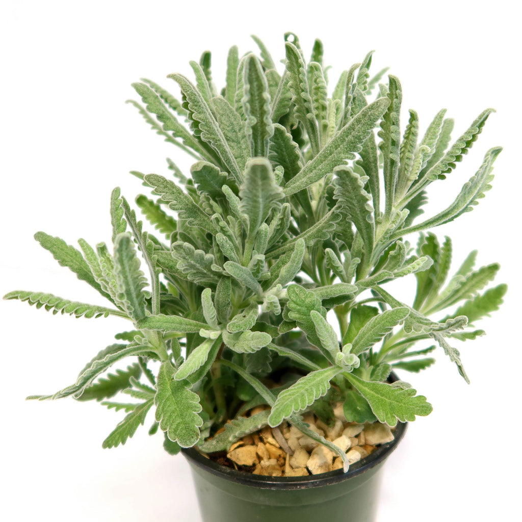 French Lavender ‘Lavandula dentata’