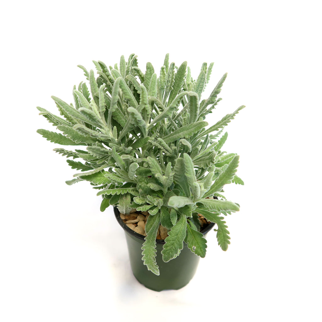 French Lavender ‘Lavandula dentata’