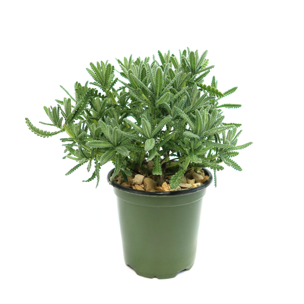 French Lavender ‘Lavandula dentata’