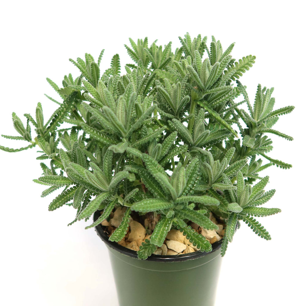 French Lavender ‘Lavandula dentata’