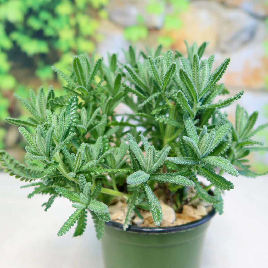 French Lavender ‘Lavandula dentata’