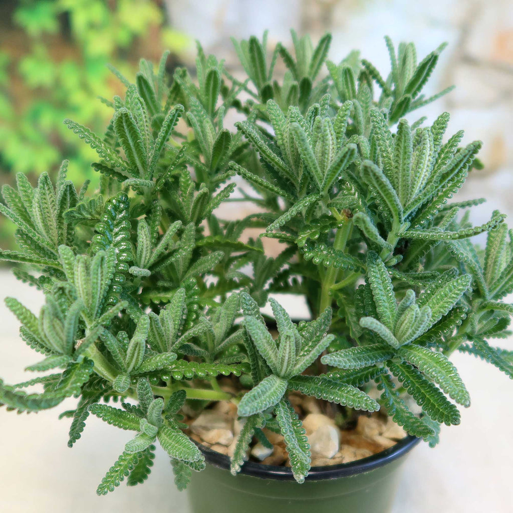 French Lavender ‘Lavandula dentata’