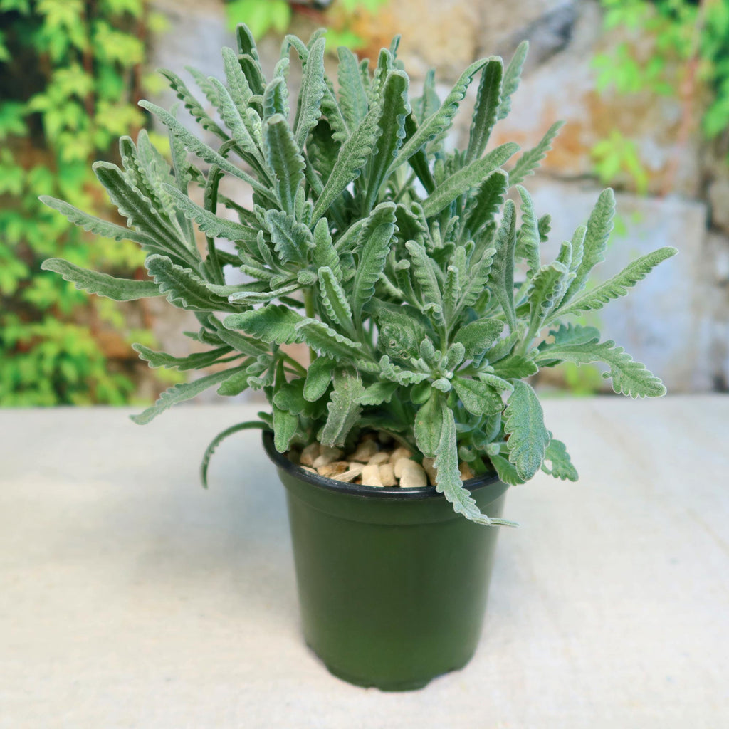 French Lavender ‘Lavandula dentata’