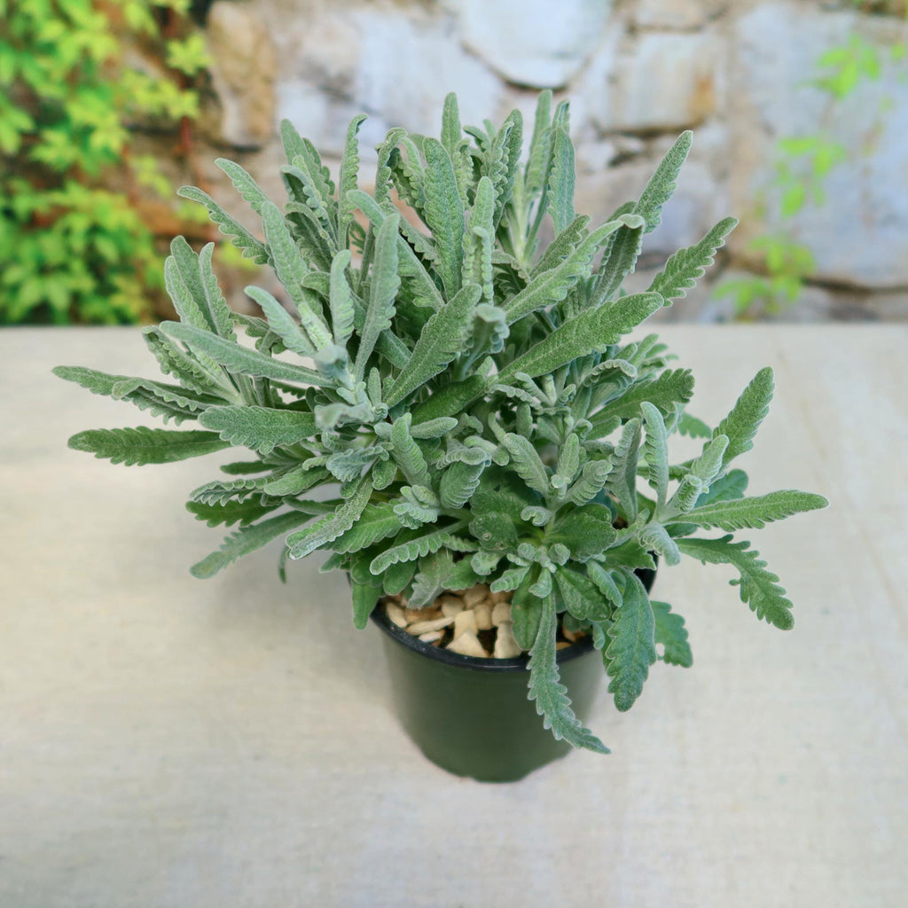 French Lavender ‘Lavandula dentata’