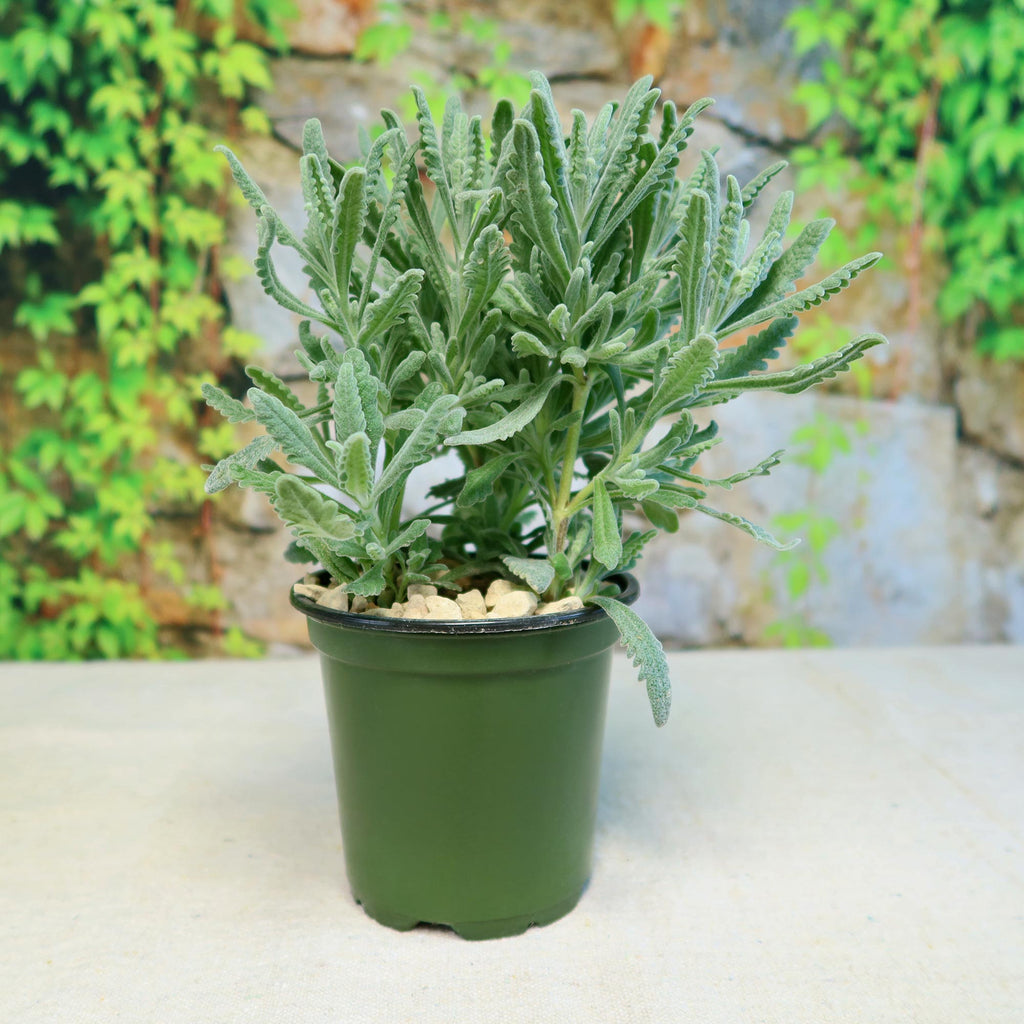 French Lavender ‘Lavandula dentata’