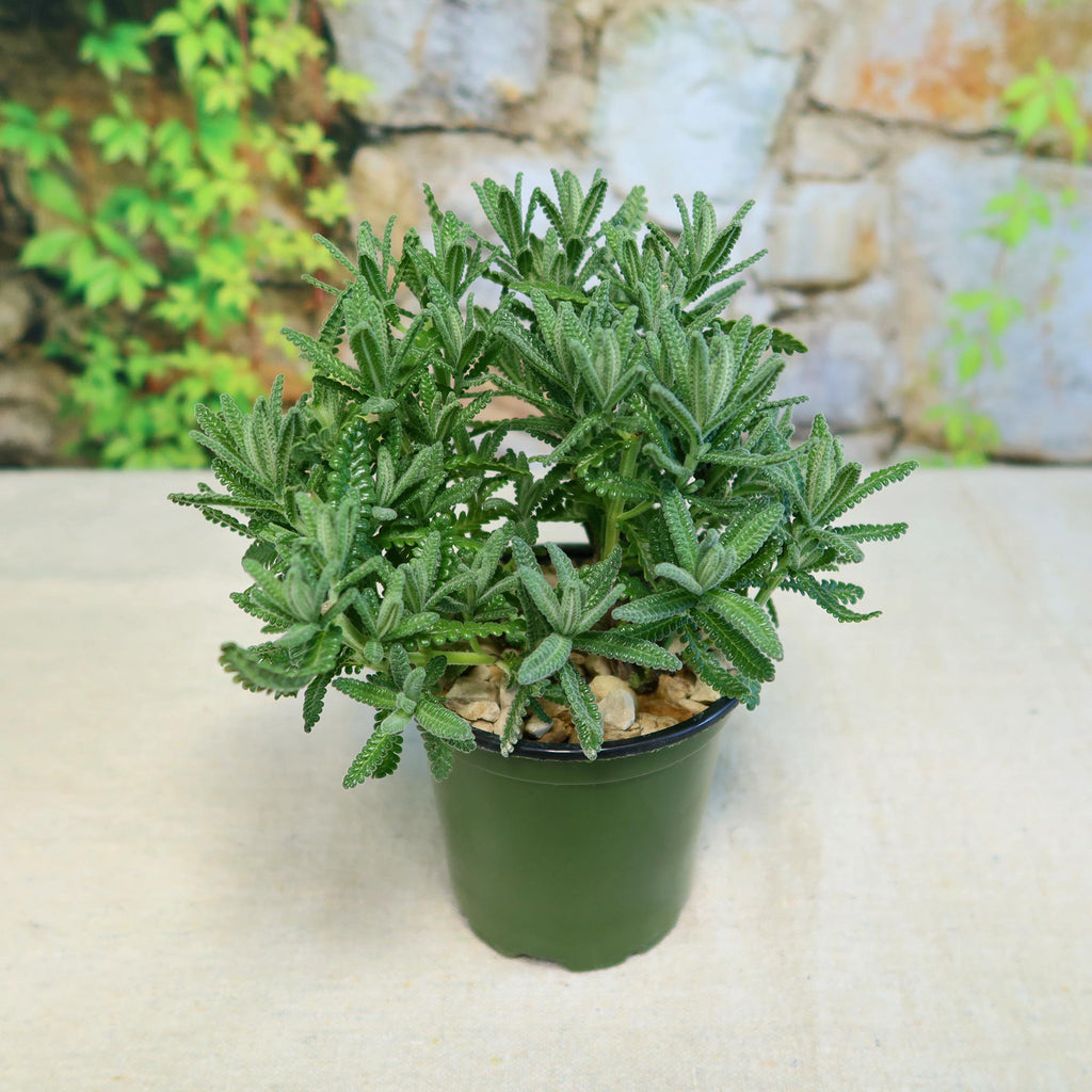 French Lavender ‘Lavandula dentata’