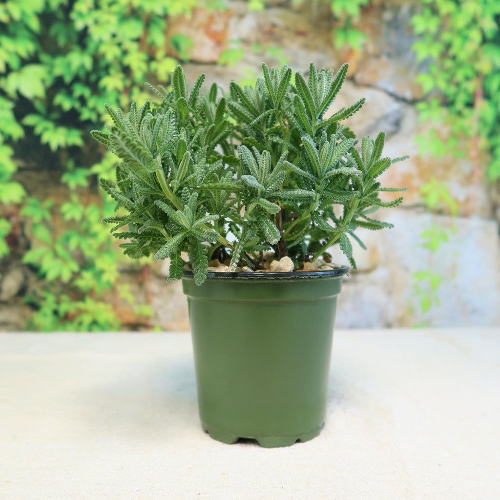 French Lavender ‘Lavandula dentata’