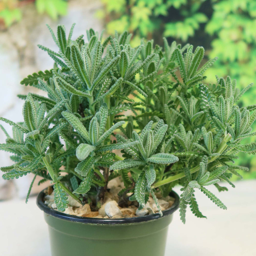 French Lavender ‘Lavandula dentata’