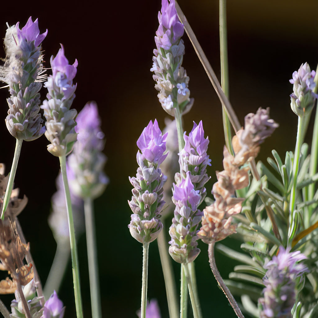 French Lavender ‘Lavandula dentata’