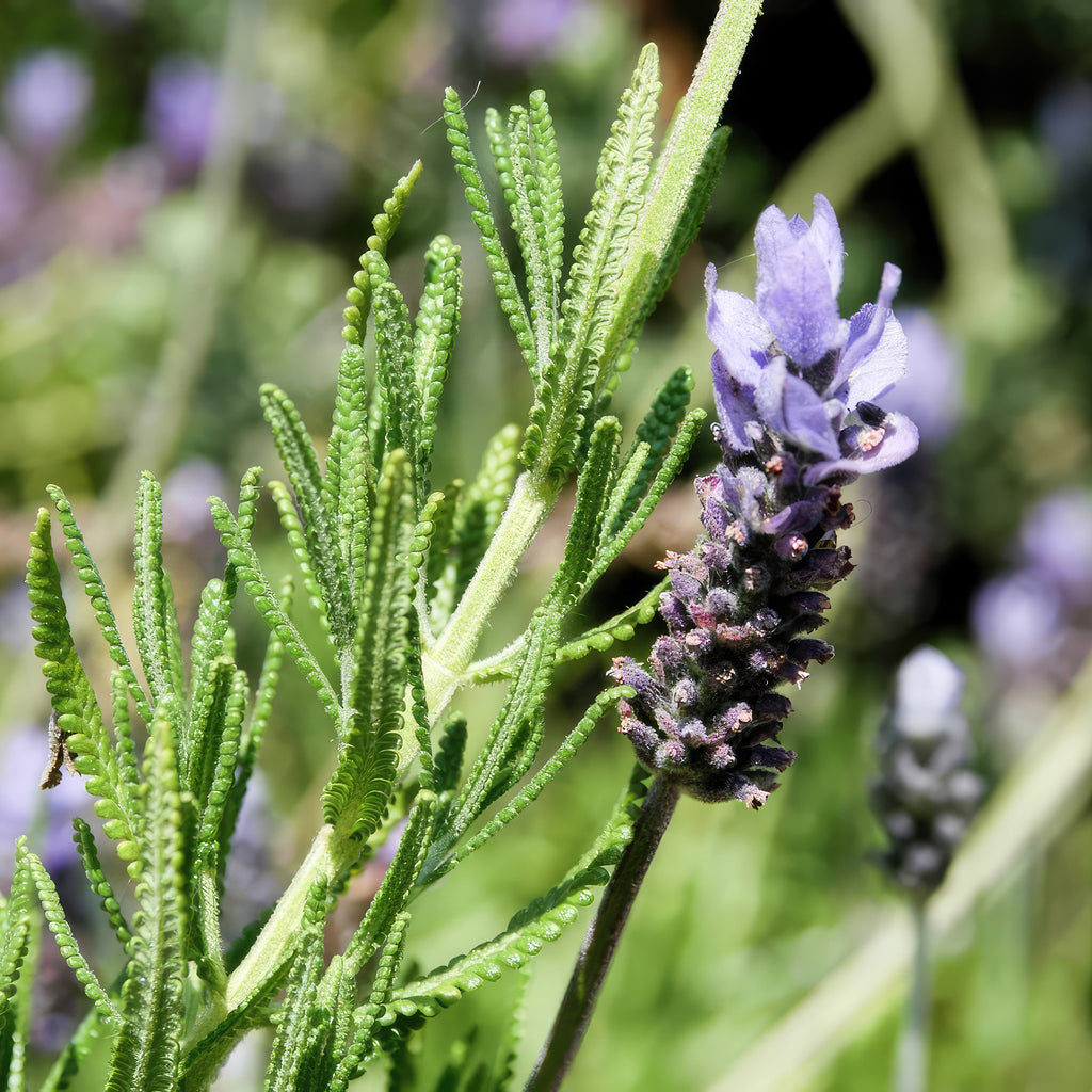 French Lavender ‘Lavandula dentata’