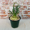 Frizzle Sizzle Plant - Albuca spiralis