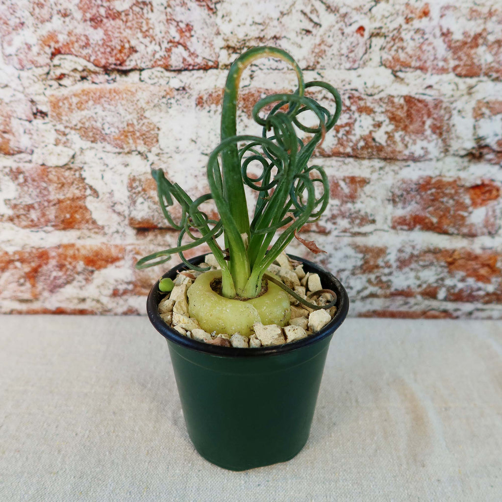 Frizzle Sizzle Plant - Albuca spiralis