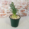 Frizzle Sizzle Plant - Albuca spiralis