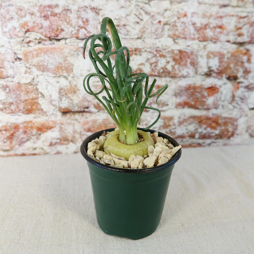Frizzle Sizzle Plant - Albuca spiralis