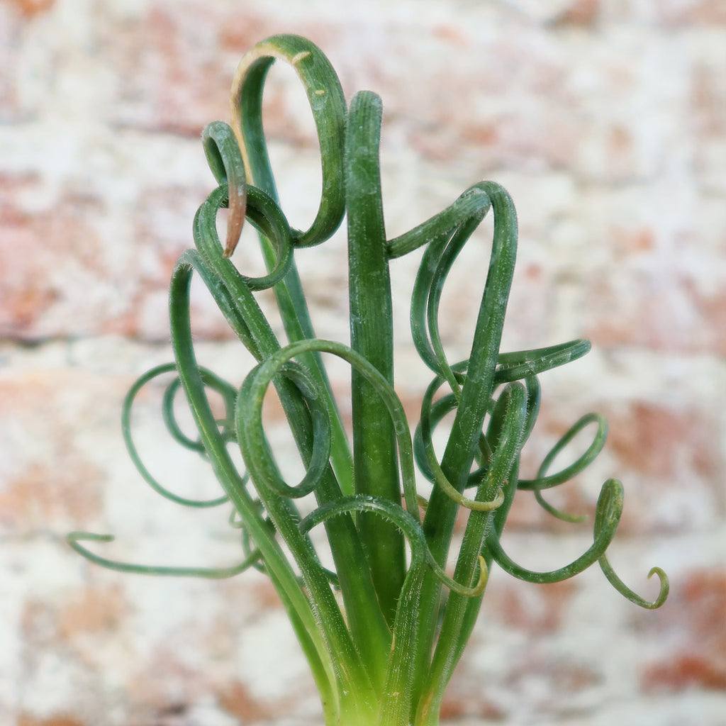Frizzle Sizzle Plant - Albuca spiralis
