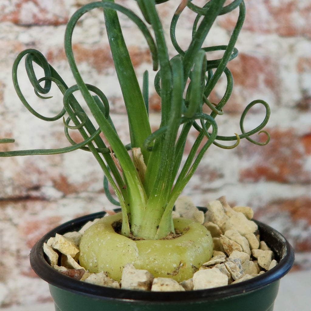 Frizzle Sizzle Plant - Albuca spiralis