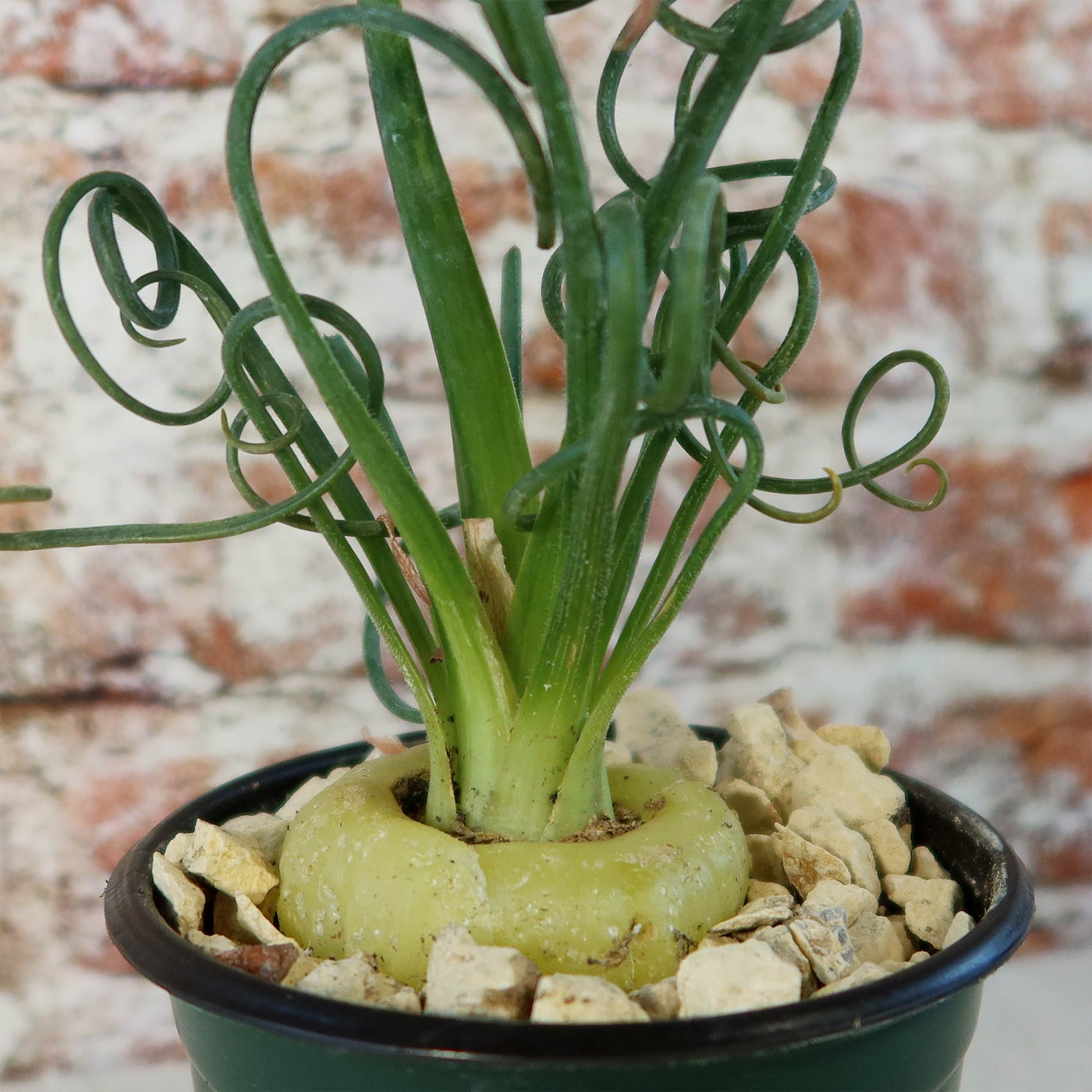 BoConcept Spiral 花瓶 Buy 'Frizzle Sizzle Plant - Albuca spiralis' Care and Growing