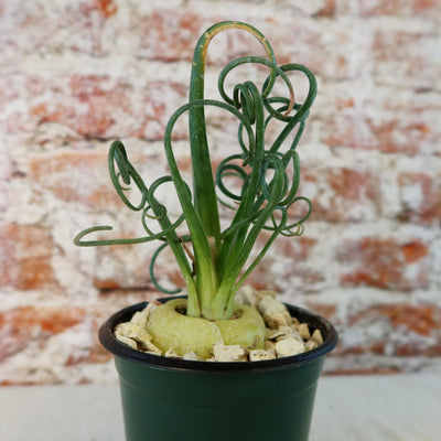 succulent with bulb base Buy 'Frizzle Sizzle Plant - Albuca spiralis' Care and Growing Guide