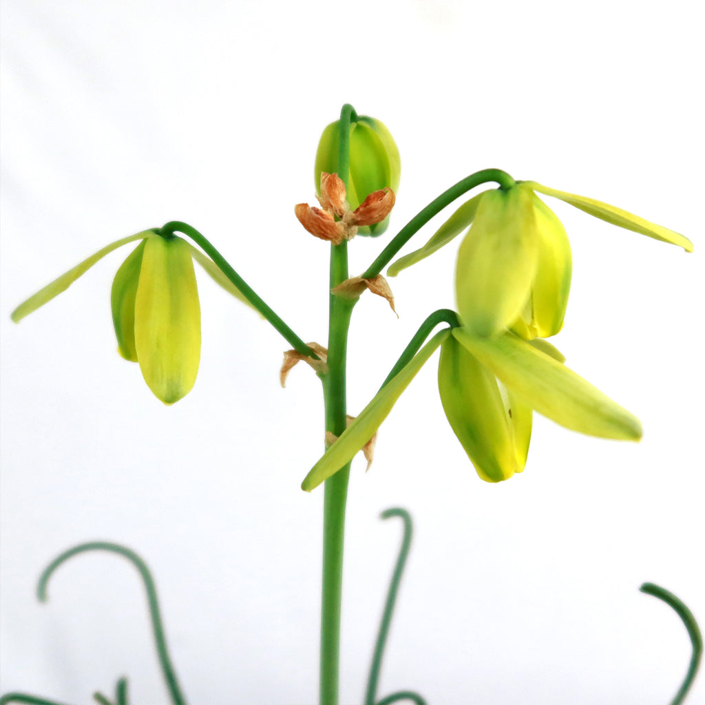 Frizzle Sizzle Plant - Albuca spiralis