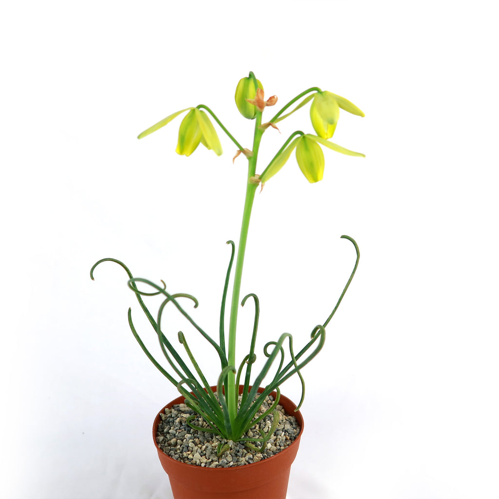 Frizzle Sizzle Plant - Albuca spiralis