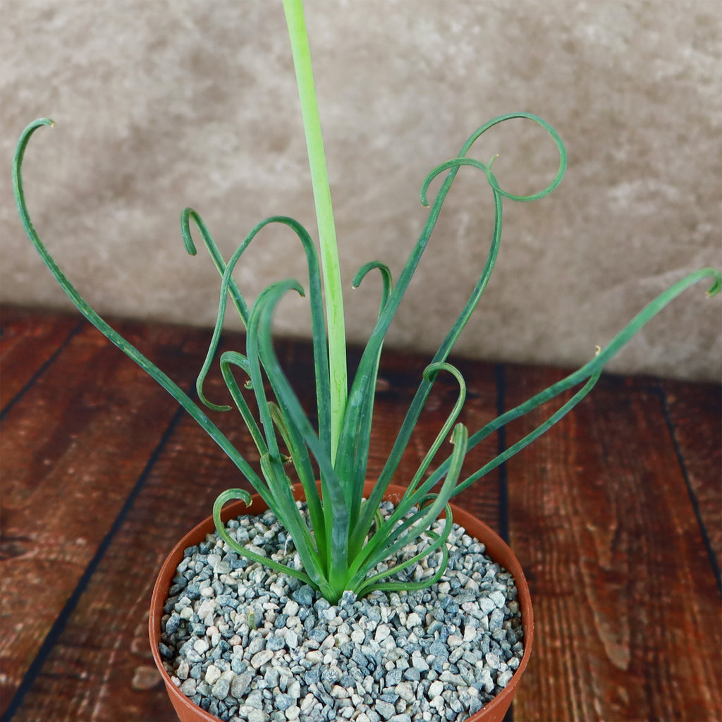 Frizzle Sizzle Plant - Albuca spiralis