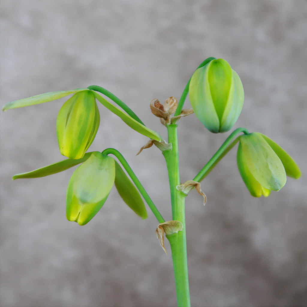 Frizzle Sizzle Plant - Albuca spiralis