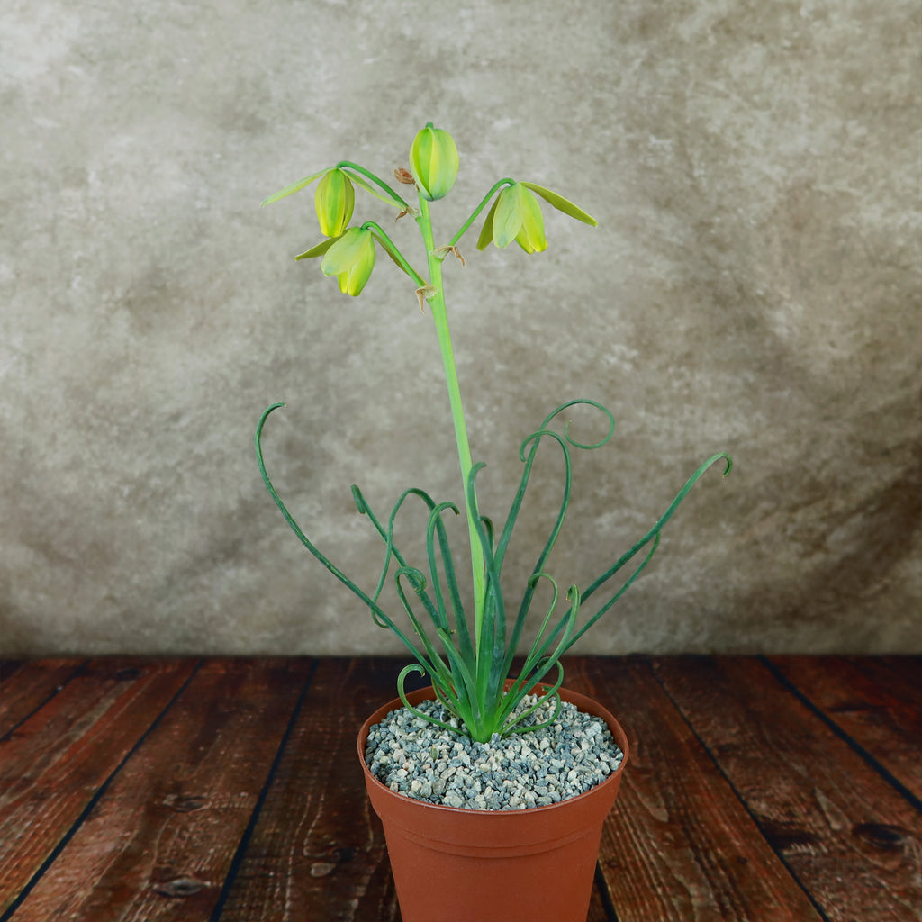 Frizzle Sizzle Plant - Albuca spiralis