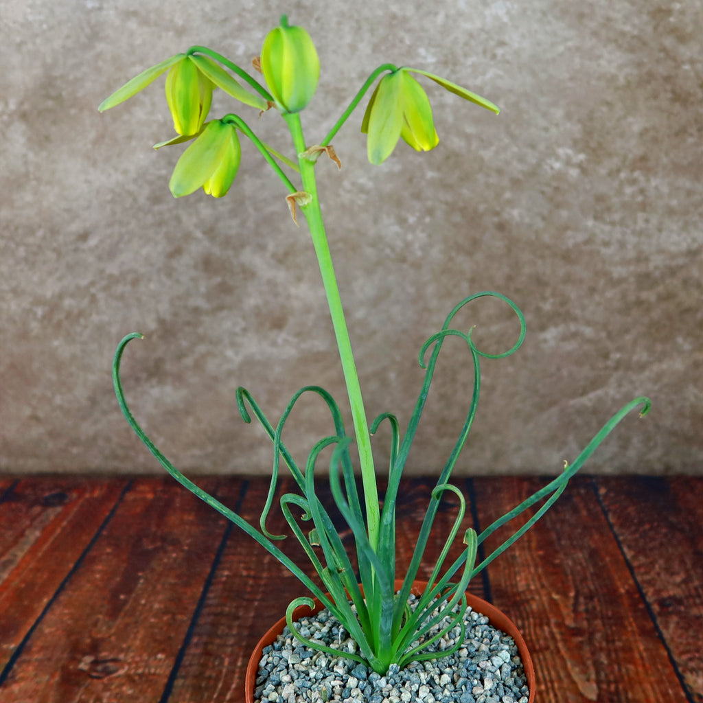 Frizzle Sizzle Plant - Albuca spiralis