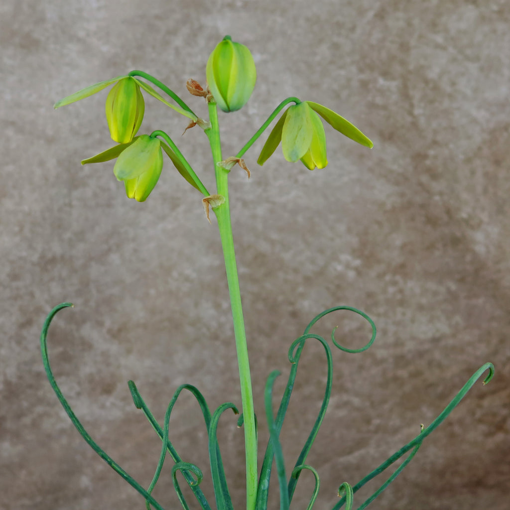 Frizzle Sizzle Plant - Albuca spiralis