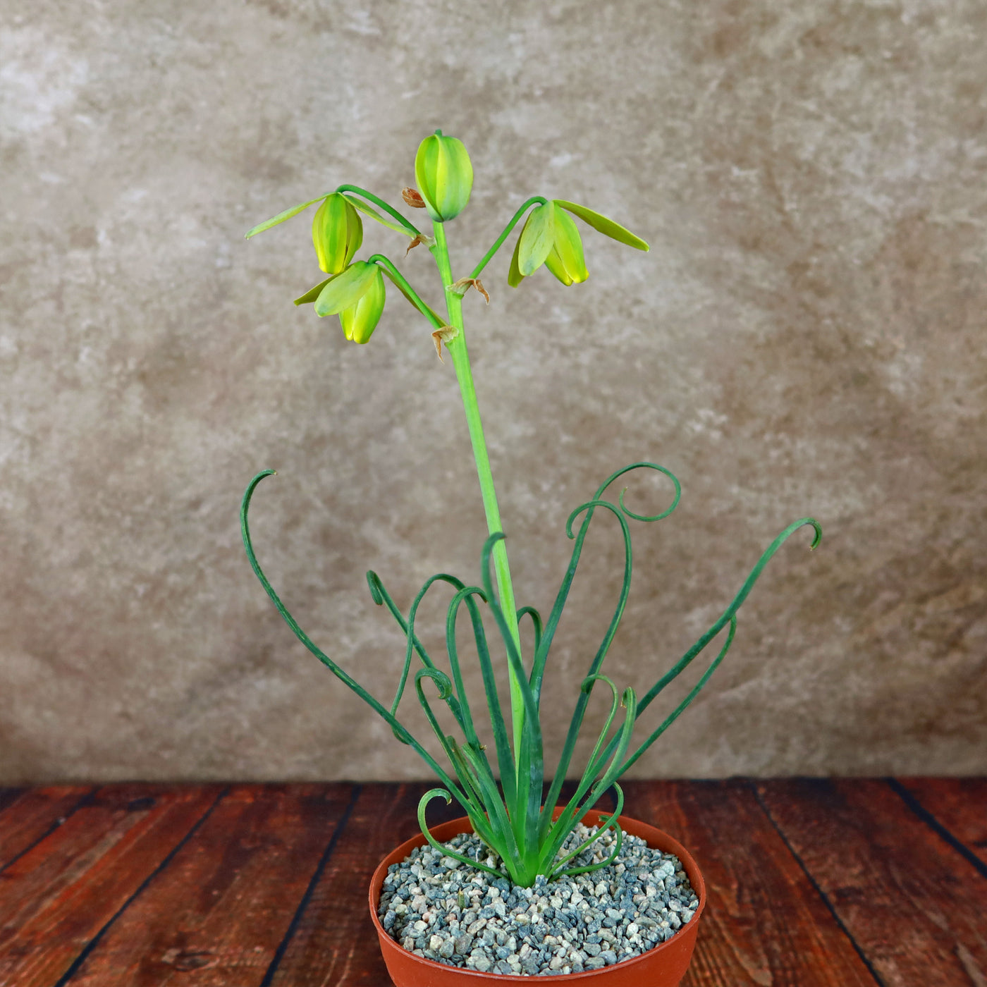 succulent frizzle sizzle Buy 'Frizzle Sizzle Plant - Albuca spiralis' Care and Growing Guide