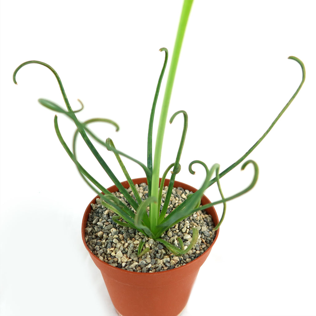 Frizzle Sizzle Plant - Albuca spiralis
