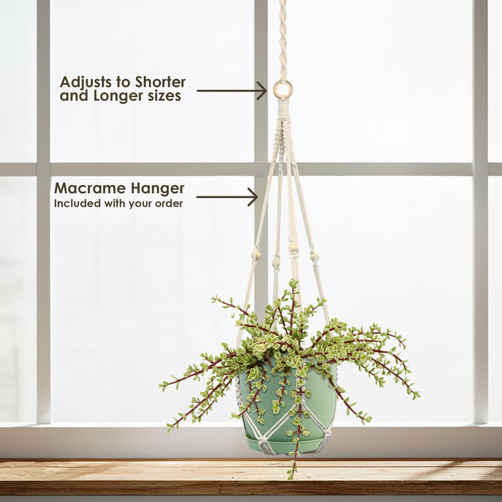 Rainbow Bush - Portulacaria afra variegata