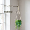 String of Pearls (Senecio rowleyanus) in a blue pot sits in a macrame hanger by the window; hanger included with purchase.