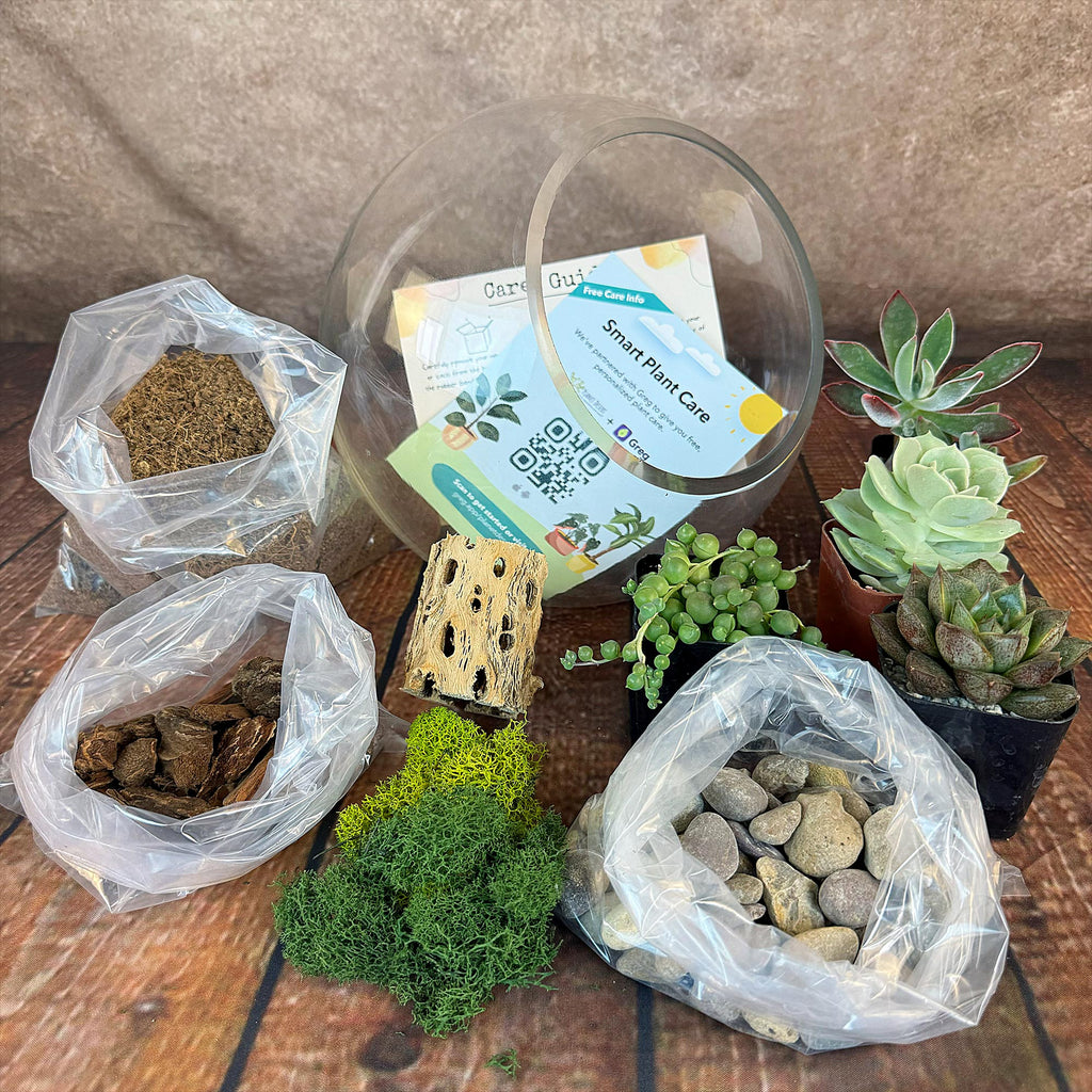 Succulent Terrarium DIY Kit – Full Moon Glass Terrarium Large Planter