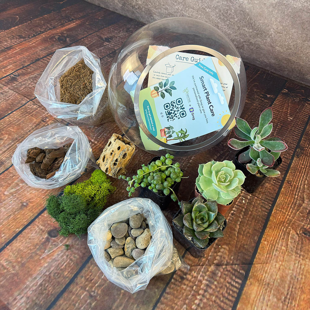 Succulent Terrarium DIY Kit – Full Moon Glass Terrarium Large Planter