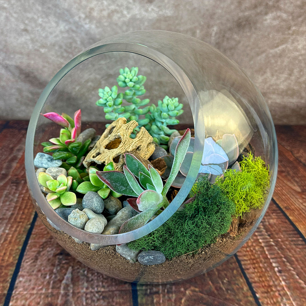 Succulent Terrarium DIY Kit – Full Moon Glass Terrarium Large Planter