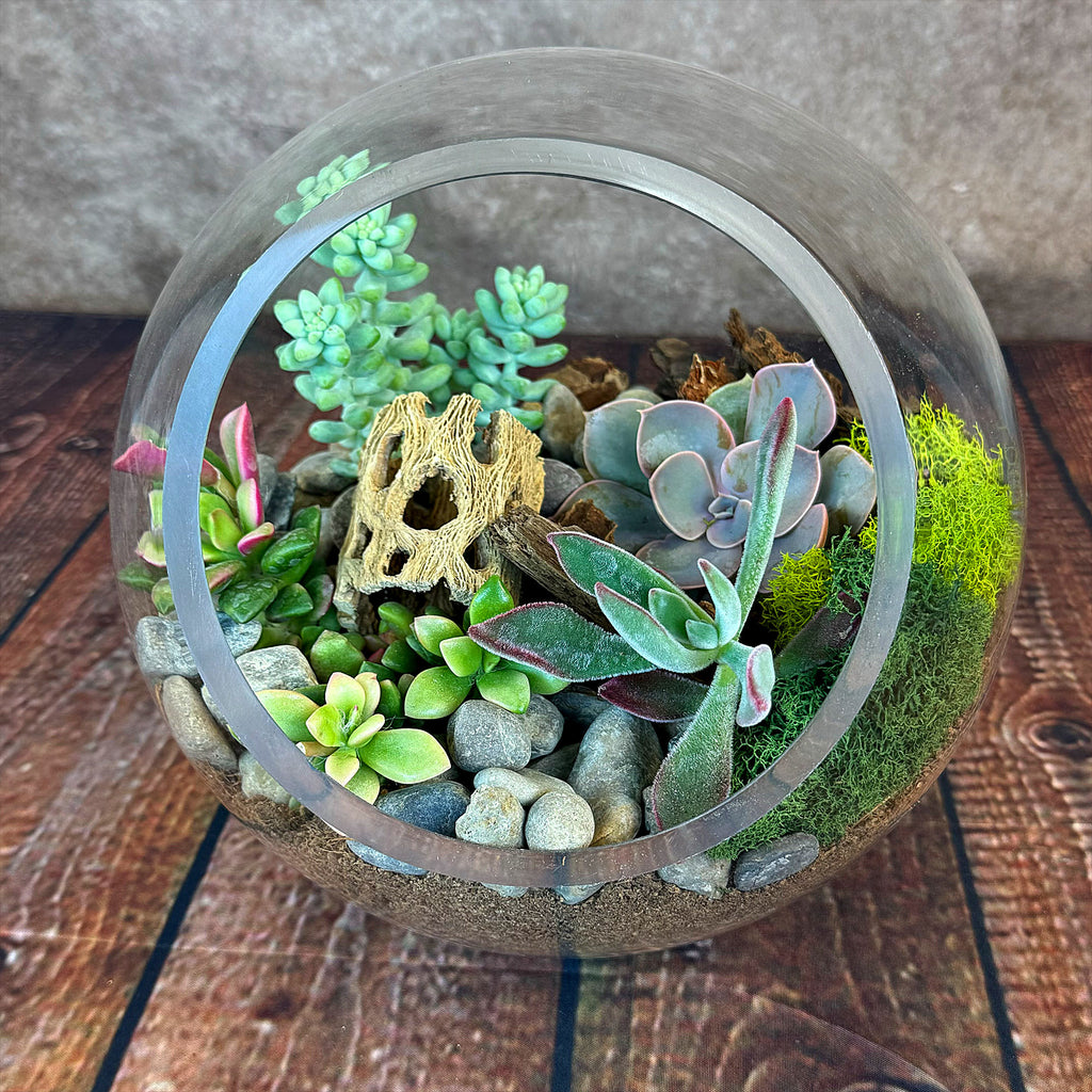 Succulent Terrarium DIY Kit – Full Moon Glass Terrarium Large Planter