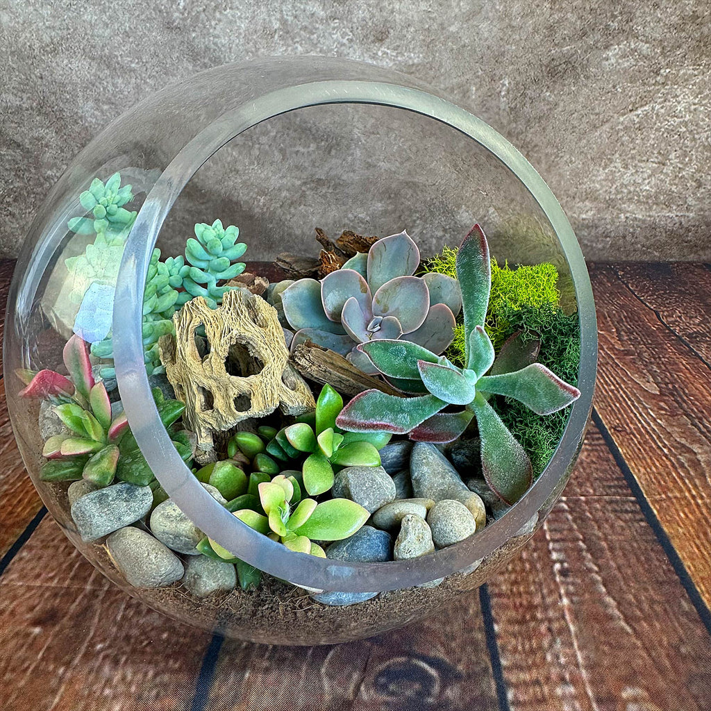 Succulent Terrarium DIY Kit – Full Moon Glass Terrarium Large Planter