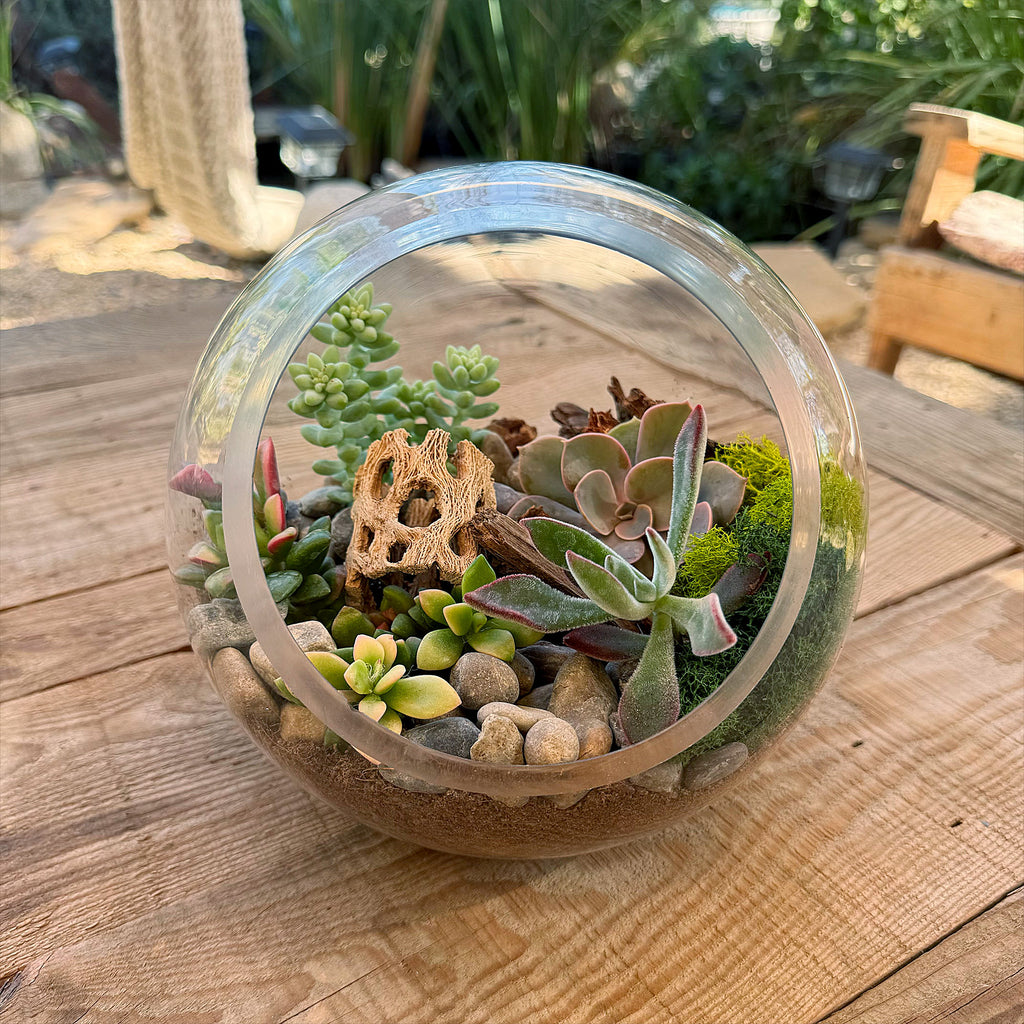Succulent Terrarium DIY Kit – Full Moon Glass Terrarium Large Planter